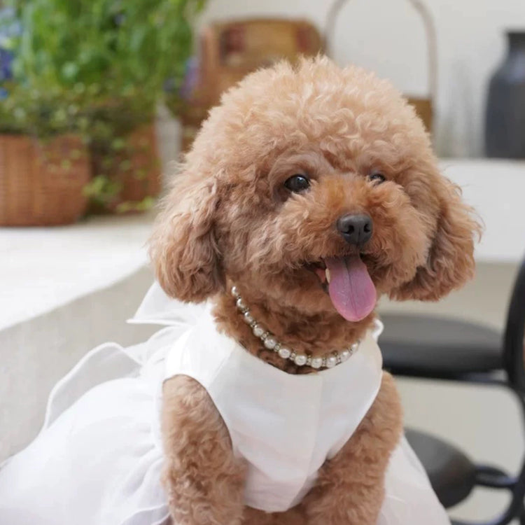 Vestido de Casamento Arcos de Renda para Cães - Teco Pet